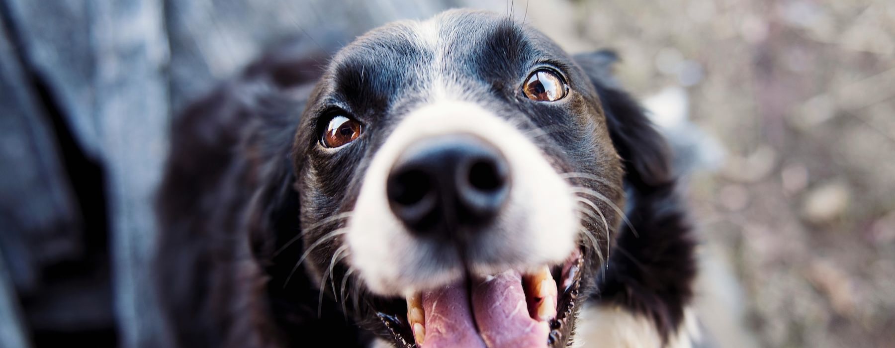 close up of a dog smiling